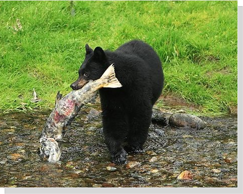 Black Bear's Diet